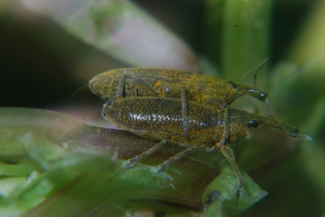 Sconosciuto: Lixus pulverulentus